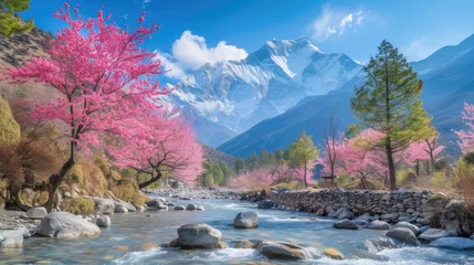 Photo sur Plexiglas Himalaya blooming pink cherry blossom on tree on the way to Mardi Himal, Himalaya area, China.