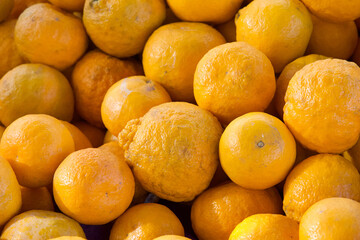 Super sweet Sumo Mandarin Oranges, a cross breed between a satsuma and mandarin pomelo variety. The...