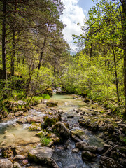 Obraz premium Riverbed in the forest