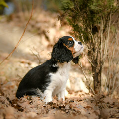 Portrait de chien de race cavalier king charles 