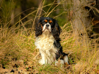 Portrait de chien de race cavalier king charles 