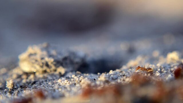 Busy ants at work, ant interaction macro closeup anthill