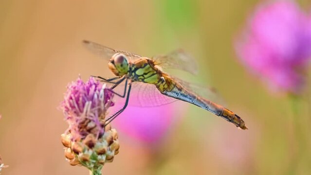 Vagrant darter (Sympetrum vulgatum) is European dragonfly. Species takes its English name from its habit of occasionally appearing as rare vagrant north of its range. It breeds in standing water.