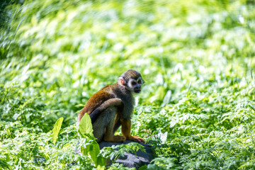 Common Squirrel Monkey (Saimiri sciureus) found in South America