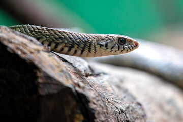 Common Rat Snake (Pantherophis alleghaniensis) found in North America