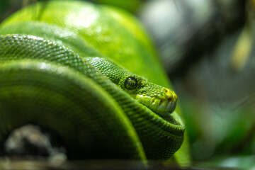 Green Tree Python (Morelia viridis) in Australia and New Guinea