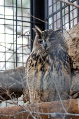 Eurasian Eagle Owl (Bubo bubo) in Europe and Asia
