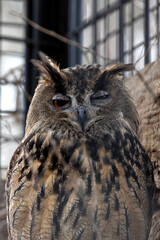 Eurasian Eagle Owl (Bubo bubo) in Europe and Asia