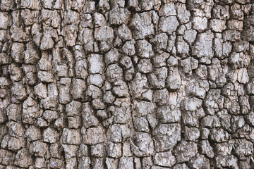 Tree bark texture, close-up, natural background