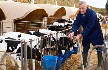 Skilled elderly farmer working in cowshed on autumn day, taking care of small calves and pouring...