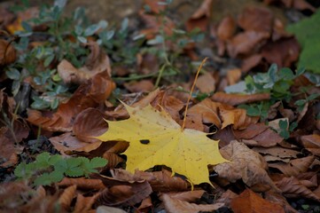 Autumn in the forest