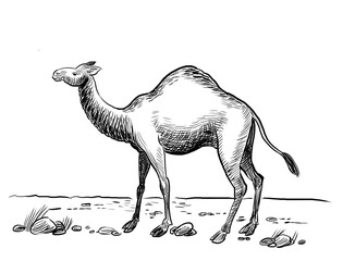 Camel in the desert. Hand-drawn black and white illustration
