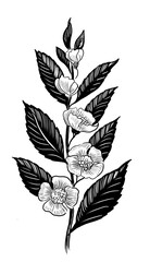 Fototapeta premium Tea plant branch. Hand-drawn black and white illustration