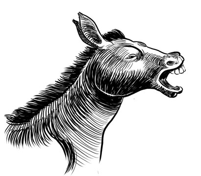 Jackass head. Hand-drawn black and white illustration