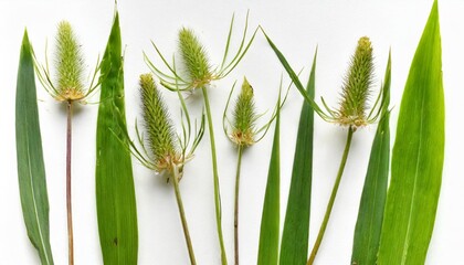 few stalks leaves and inflorescences of meadow grass at various angles on white background