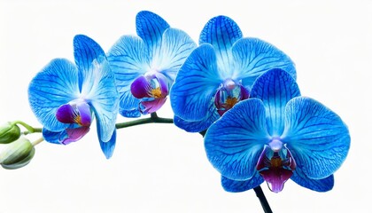 blue orchid flower isolated on white background