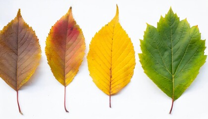 isolated leaves collection of multicolored fallen autumn leaves isolated on white background
