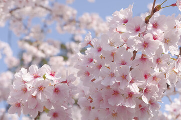 青空に映える桜の花