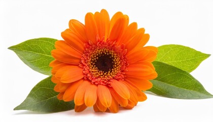 orange single flower isolated