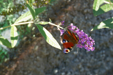 European peacock butterfly (Aglais io) perched on summer lilac in Zurich, Switzerland
