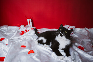 Playful black and white kitten on a red background with gifts