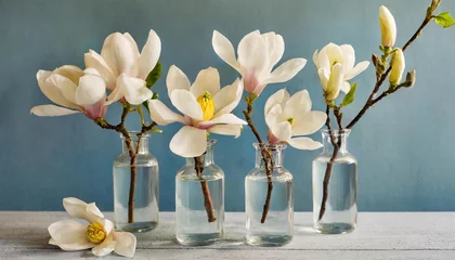 Zelfklevend Fotobehang still life of magnolia flowers in small clear glass vases soft muted background color flowers are white with yellow on table top soft washed out pastel light blue wall color © Pauline