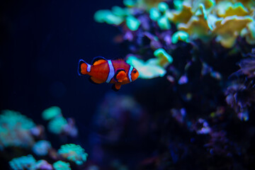 Fototapeta na wymiar Reef tank filled with water for keeping live underwater animals. A clownfish anemonefish swimming peacefully with corals and anemone