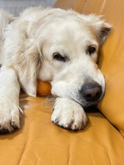 golden retriever