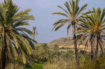 Obraz premium date grove in winter in Cyprus 16