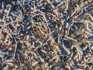 Frost crystals covering brown stems on the ground in the winter.