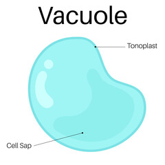 Structure and Functions of vacuole.