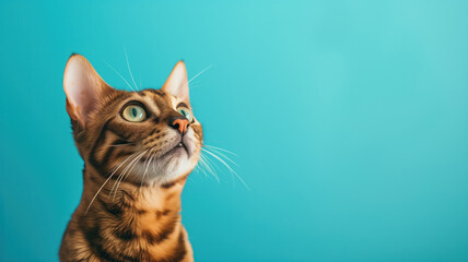 Advertising portrait, banner of thin, young, striped bengal cat looks up with curiosity, isolated...