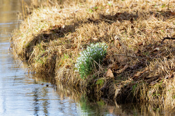The first snowdrops bloom in February at a stream in Siebenbrunn