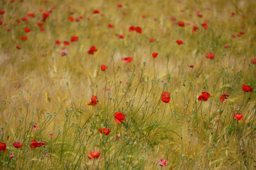 Fototapeta premium red poppy flowers scattered over a mature grain field