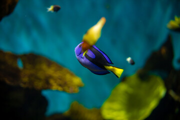 Paracanthurus hepatus blue fish swimming peacefully in water in an aquarium. Corals and anemone around the fish.