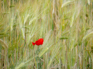 red poppy flower merged into a grain field
