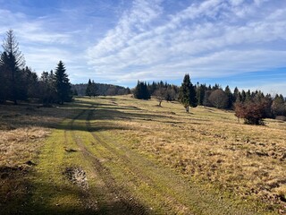 Fototapeta premium dirt road on a mountain meadow with trees