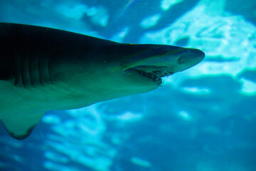 Head focus close up shot of Sandbar Silvertip Sharks swimming peacefully in a blue water aquarium.