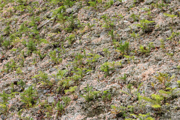 Pink Earth Lichen, Dibaeis baeomyces, a fruticose lichen