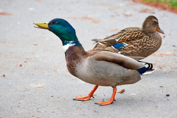 Mallard Male Duck close-up ( Anas platyrhynchos )