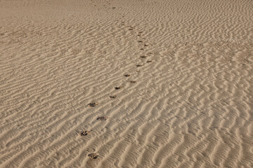 footprints across the desert sand dune