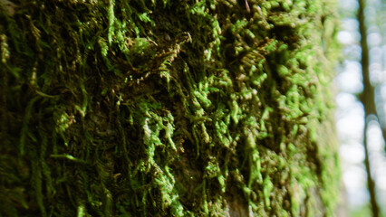 Moss of a Forest macro view