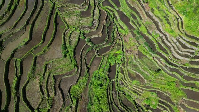 Aerial top view of picturesque Batad Rice Terraces in Ifugao Province, Luzon Island, Philippines, 4k