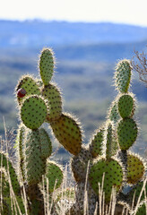 Prickly pear cactus back lit in the morning sun