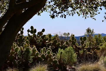 live oak tree and prickly pear cactus on a hillside