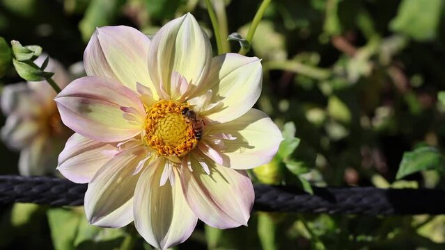 Bee climbing on yellow and pink Collarette Dahlia in summer garden 