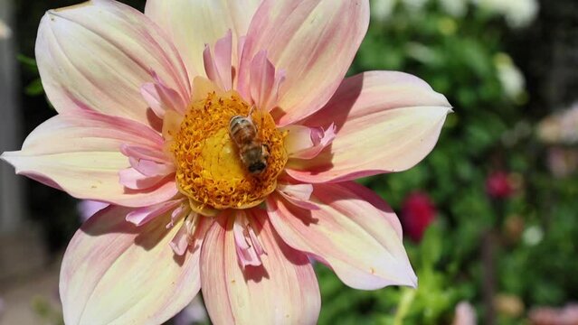 Bee climbing on pink and yellow Collarette Dahlia in summer garden 