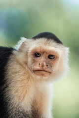 portrait of a white face monkey in Costa Rica