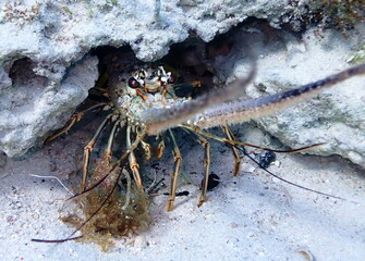 caribbean sealife