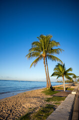 Palm Trees on  a Sandy Hawaiian Beach.